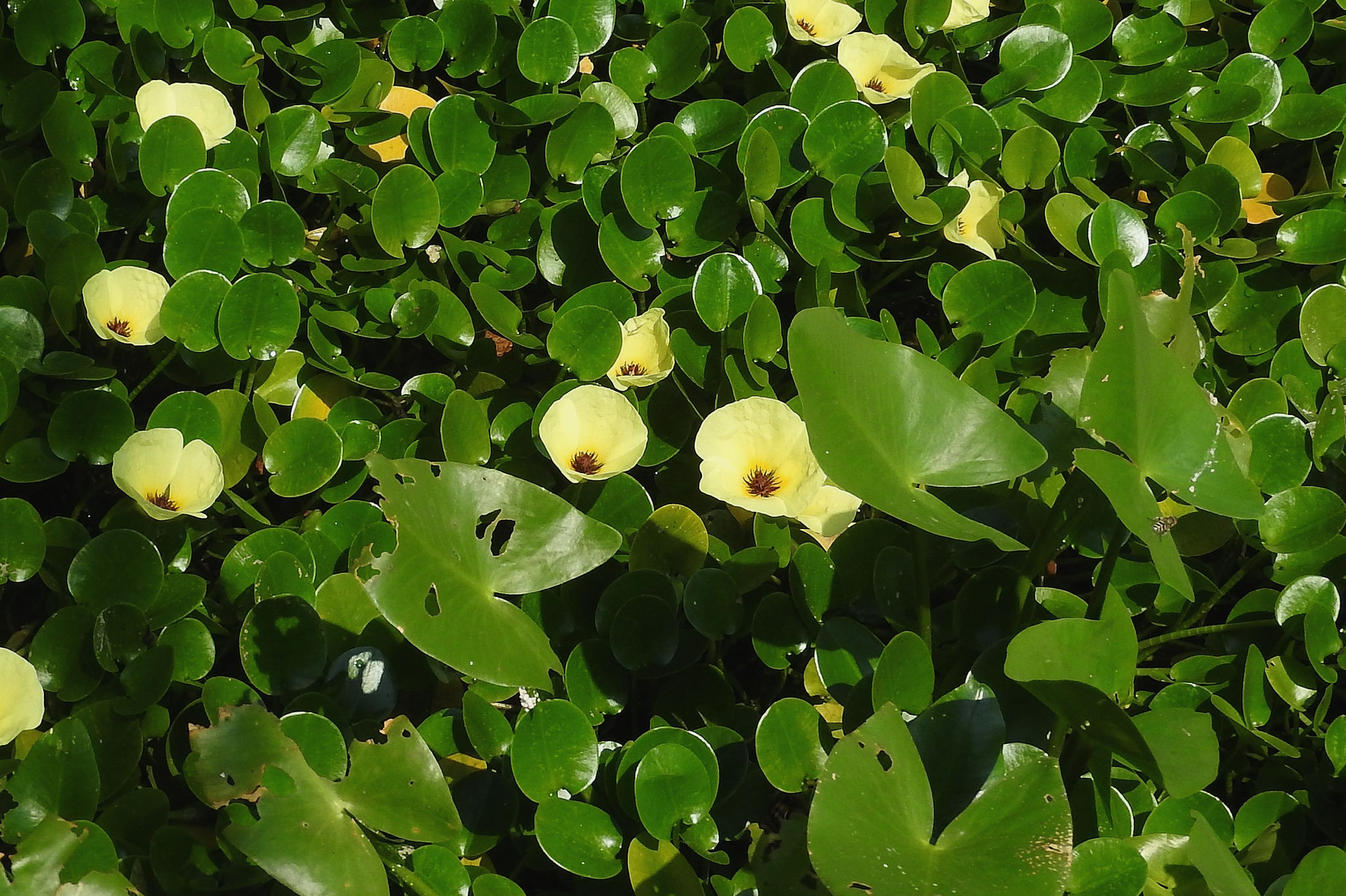 Hydrocleys nymphoides